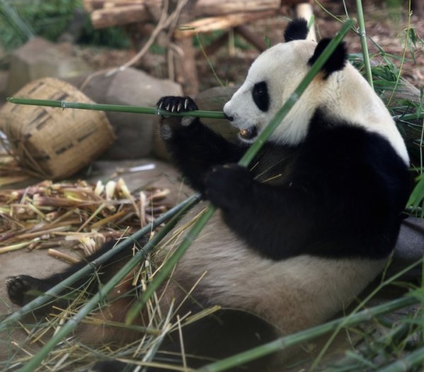 弘益配资 熊猫不是只有黑白