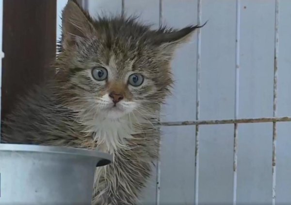 微配资 荒漠精灵获救记：揭秘中国最神秘猫科动物的生存故事